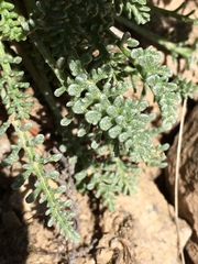 Chaenactis douglasii alpina