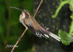 Phaethornis eurynome