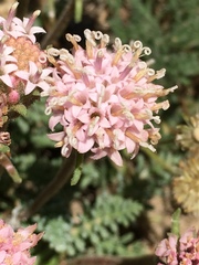 Chaenactis douglasii alpina