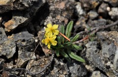 Helianthemum oelandicum orientale