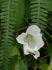 Calystegia silvatica