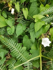 Calystegia silvatica