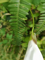Calystegia silvatica