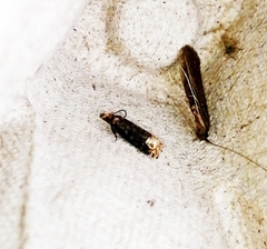 Eucosma ochroterminana