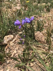 Penstemon hallii