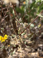 Madia elegans wheeleri