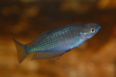 Australian Rainbowfish photo 2
