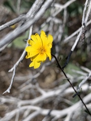 Madia elegans wheeleri