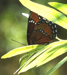 Limenitis archippus obsoleta