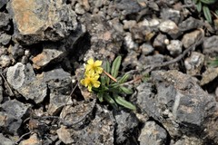 Helianthemum oelandicum orientale