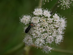 Anogcodes fulvicollis