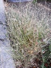 Poaceae
