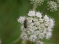 Anogcodes fulvicollis