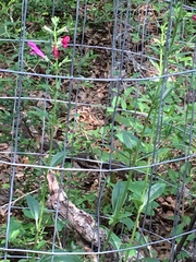 Salvia pentstemonoides