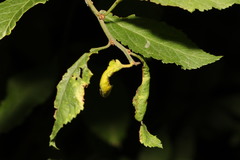 Brachycaudus helichrysi