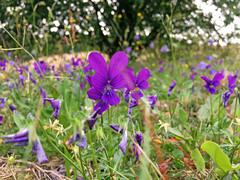Viola guestphalica (Viola guestphalica)