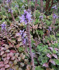 Coleus neochilus