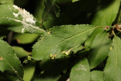 Eriophyes similis