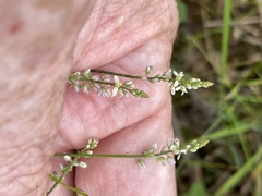 Polygala ambigua