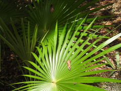 Coccothrinax readii