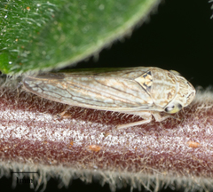 Graphocephala confluens