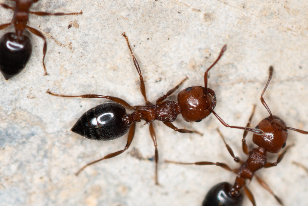 Schmidt's Cocktail Ant
