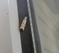 Microcrambus elegans