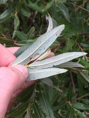 Salix sericea