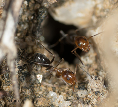 Dorymyrmex bicolor