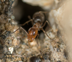 Dorymyrmex bicolor