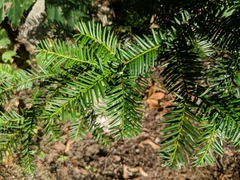 Taxus canadensis