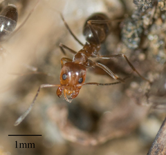 Dorymyrmex bicolor