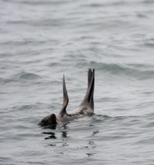 Arctocephalus townsendi