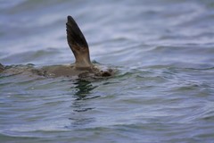 Arctocephalus townsendi