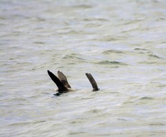 Arctocephalus townsendi