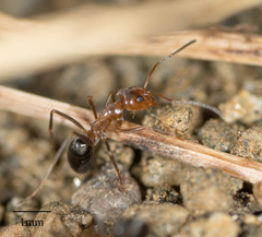 Dorymyrmex bicolor