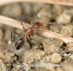 Dorymyrmex bicolor