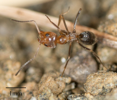 Dorymyrmex bicolor