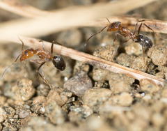 Dorymyrmex bicolor