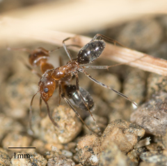 Dorymyrmex bicolor