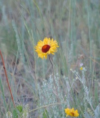 Gaillardia aristata