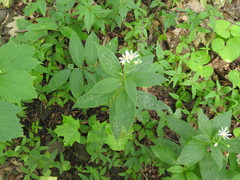 Doellingeria infirma