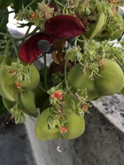 Majidea zanguebarica