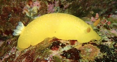Doriopsilla fulva