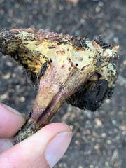 Xerocomellus salicicola