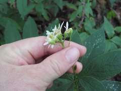 Doellingeria infirma