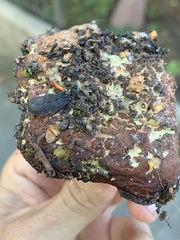 Xerocomellus salicicola
