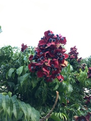 Majidea zanguebarica