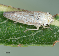 Graphocephala confluens