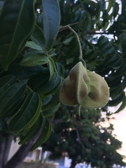 Majidea zanguebarica